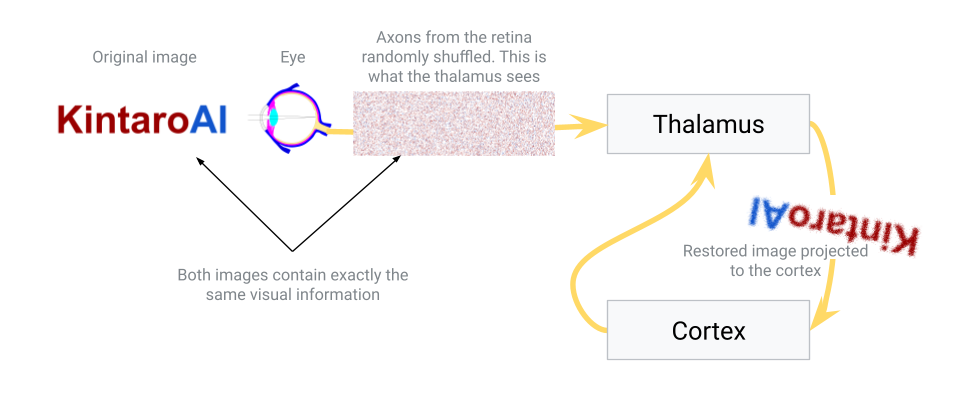 Thalamus as sorting hub
